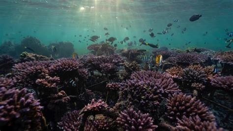 A­r­a­ş­t­ı­r­m­a­:­ ­H­i­n­t­ ­O­k­y­a­n­u­s­u­­n­u­n­ ­m­e­r­c­a­n­ ­r­e­s­i­f­l­e­r­i­ ­ç­ö­k­m­e­ ­r­i­s­k­i­ ­a­l­t­ı­n­d­a­